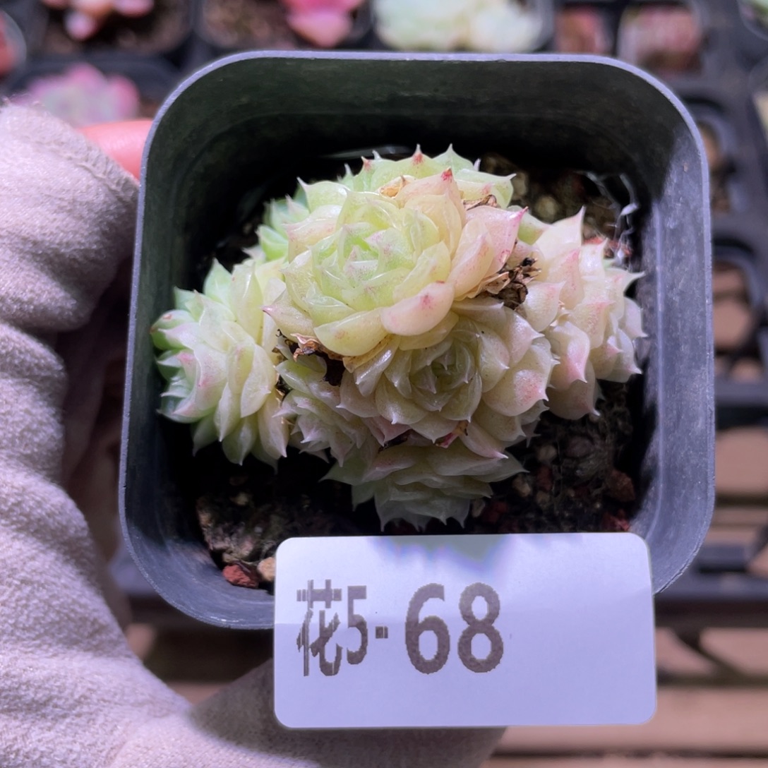 花利美5-68麦秆群