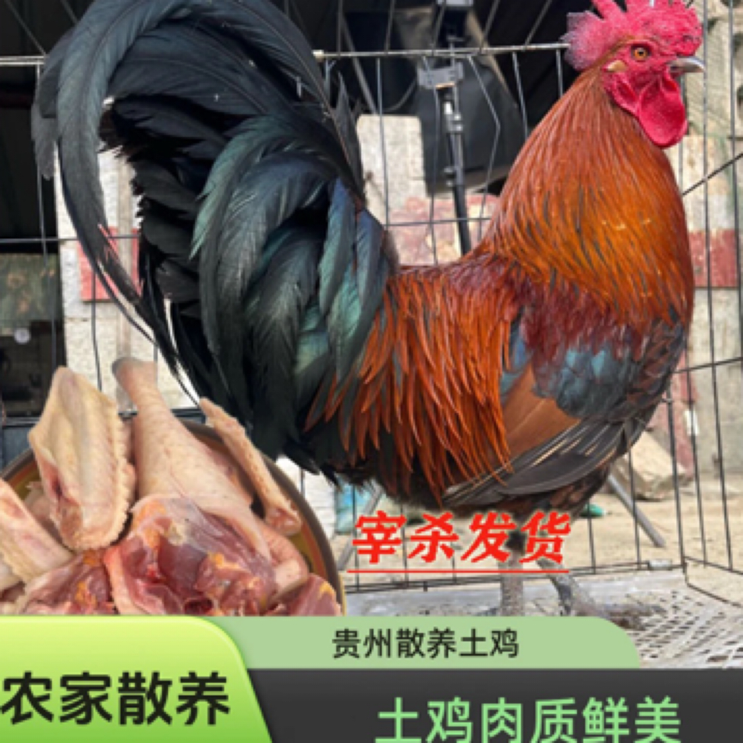 贵州农家散养土鸡，宰杀发货（宰后拒绝退款）