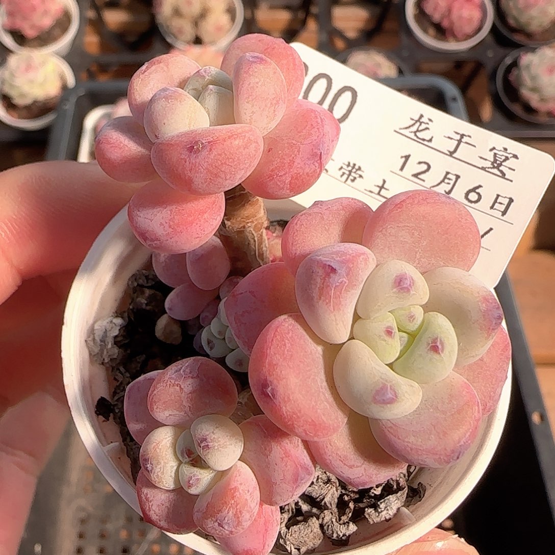 多肉1206-200罗琦小老桩