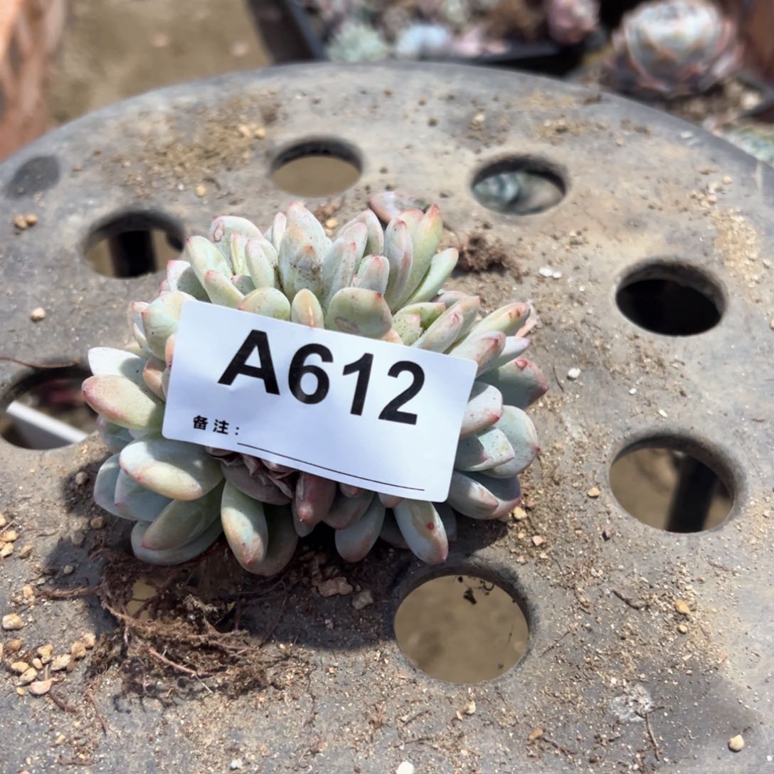 婷***活612 多肉多肉多肉多肉多肉多肉