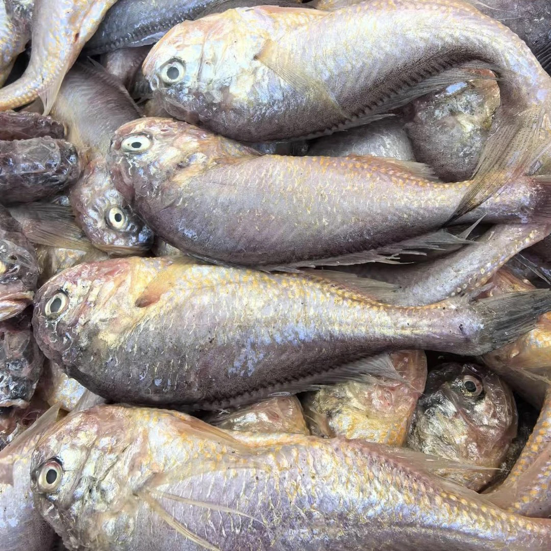 大连野生大头宝4斤顺丰包邮