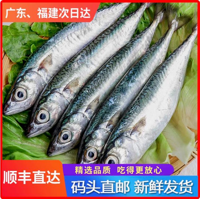 五斤花仙/青花鱼 深海精品 汕尾本港花仙 