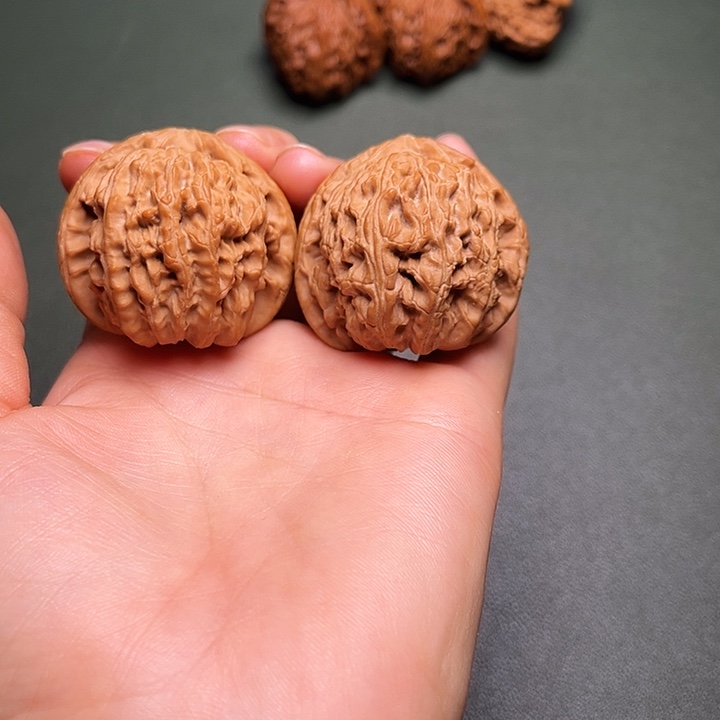 涞水山地果白狮子全品41