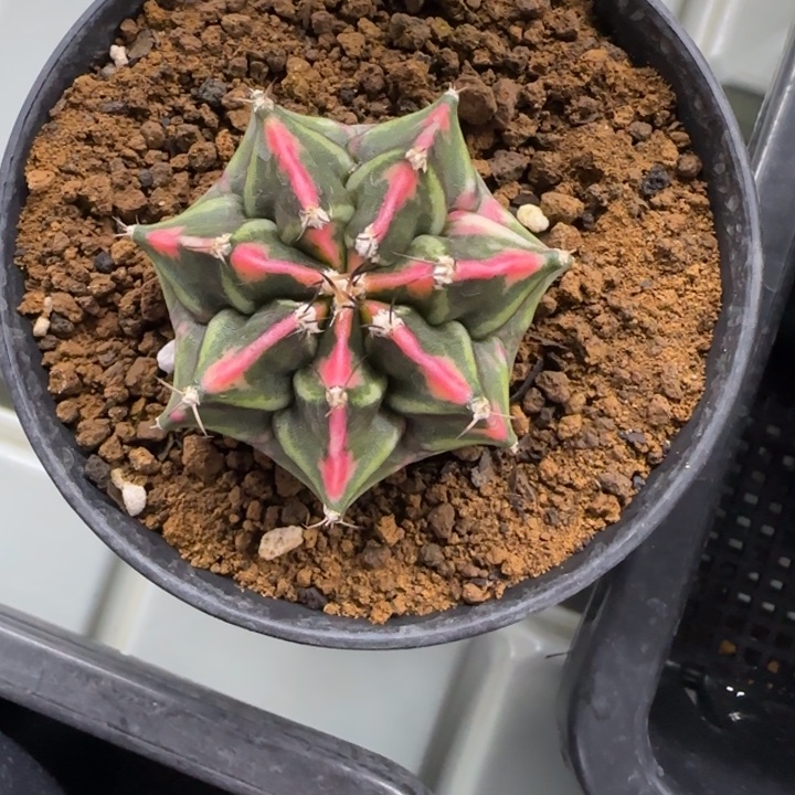 15-0209脱土发多肉