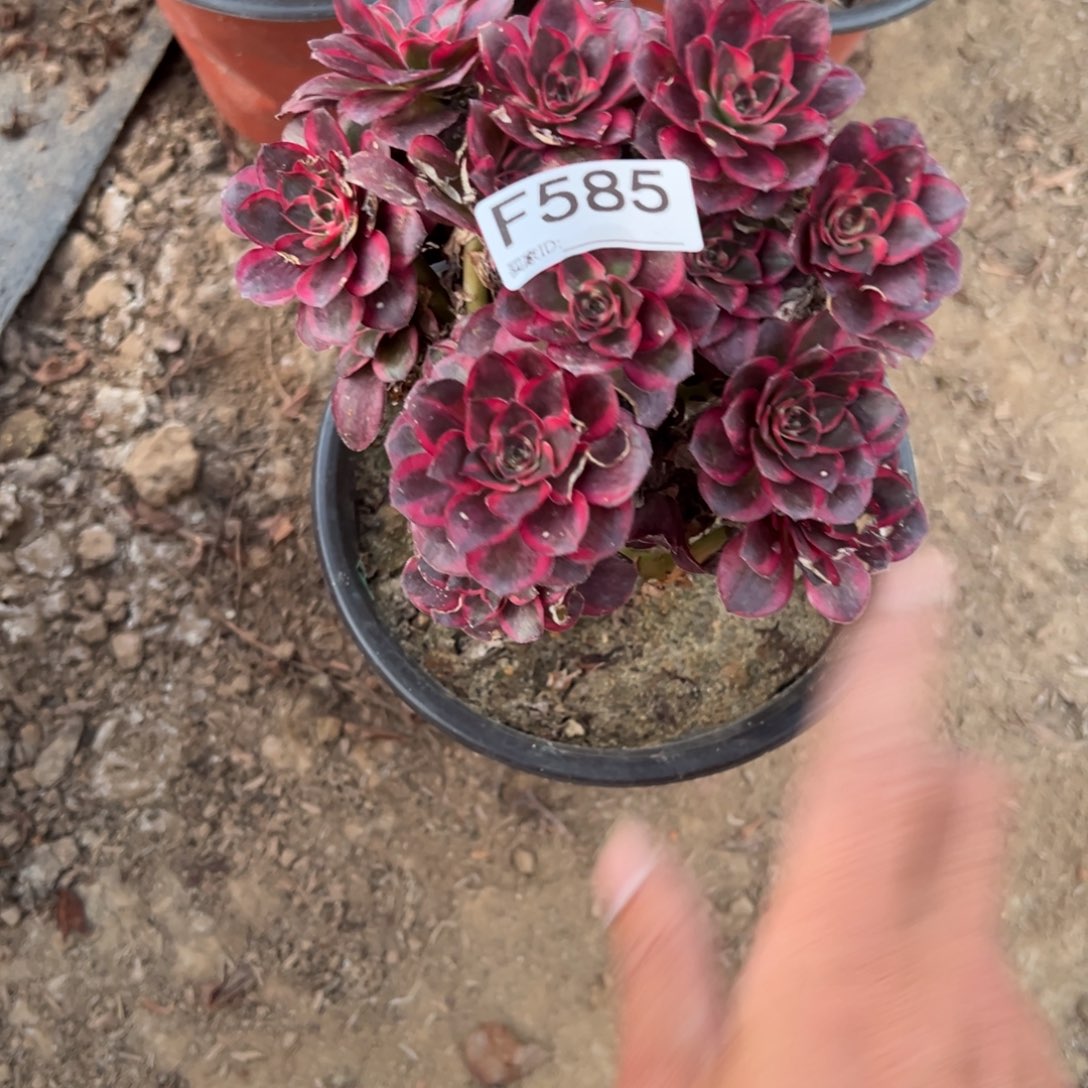585纳福多肉植物法师
