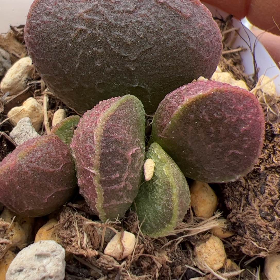 实生新品整颗多肉植物水泡