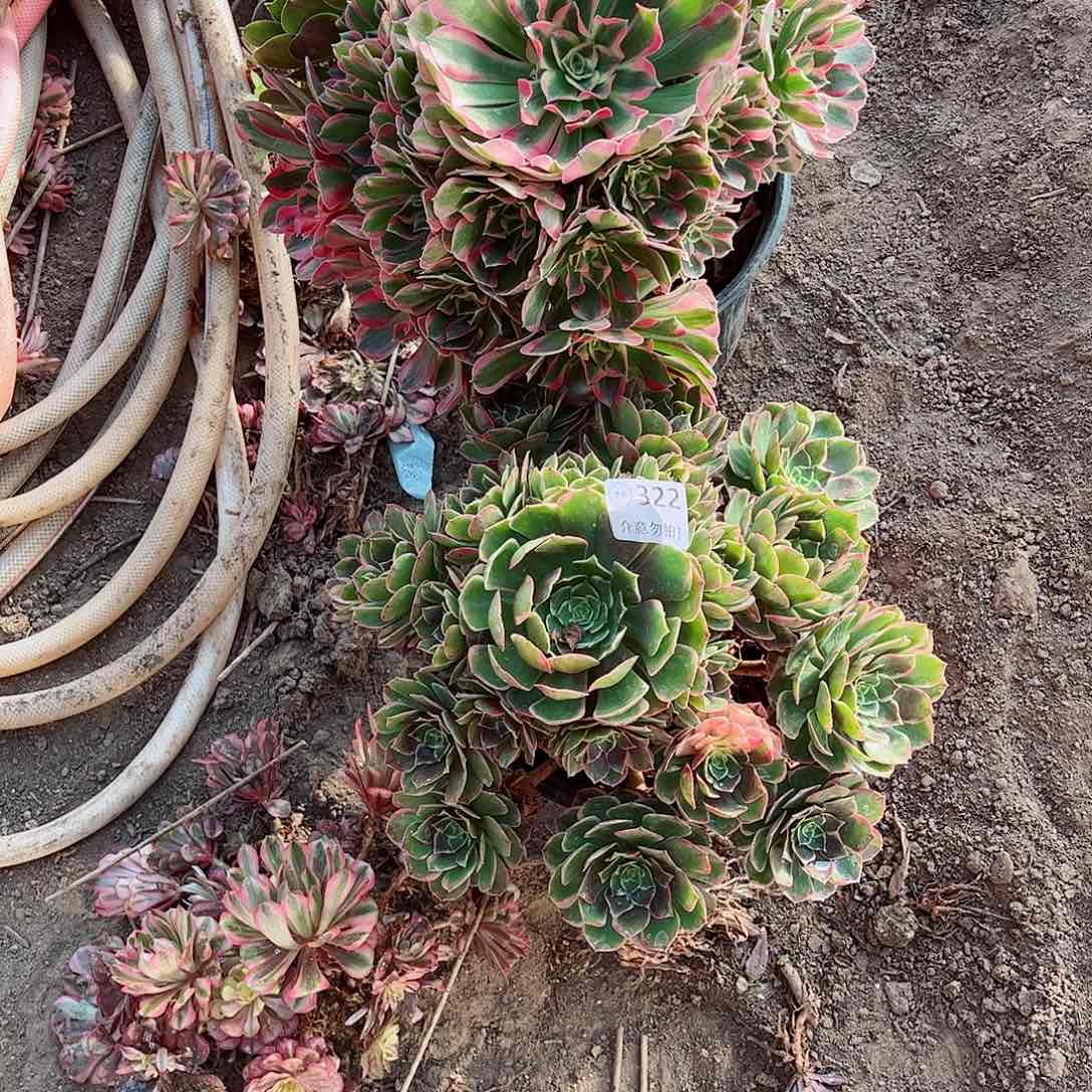 无花朵多肉植物组合323