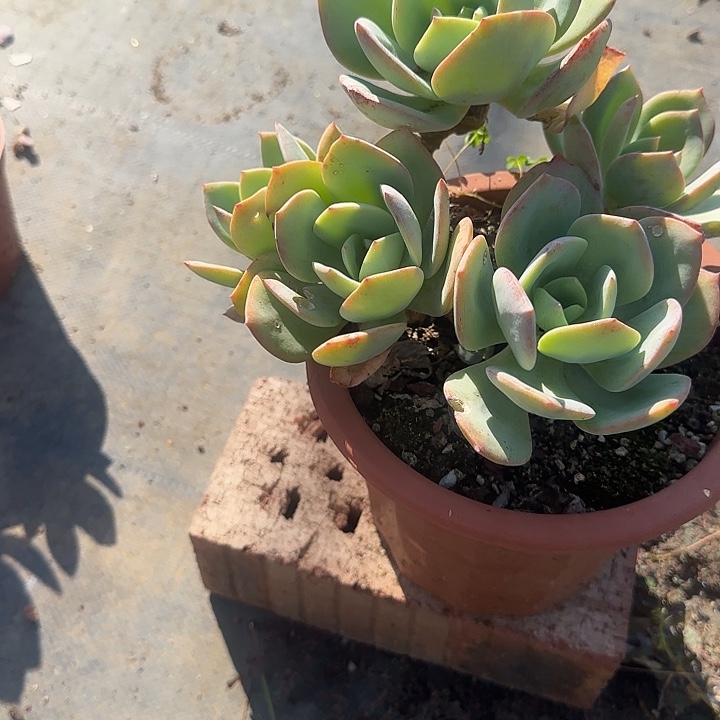 爱****种077白凤脱土发不退不换