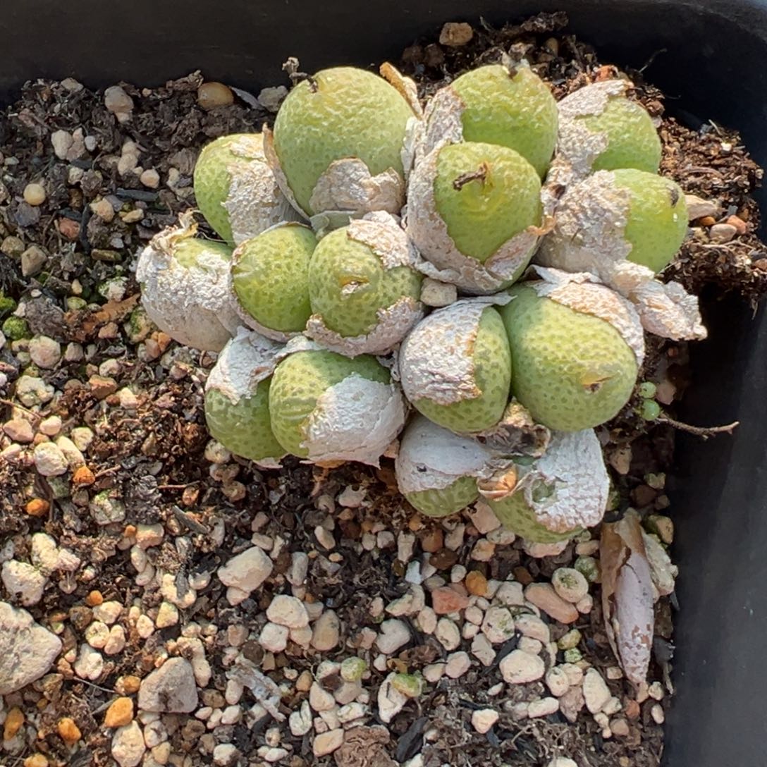 22-01肉锥多肉植物，