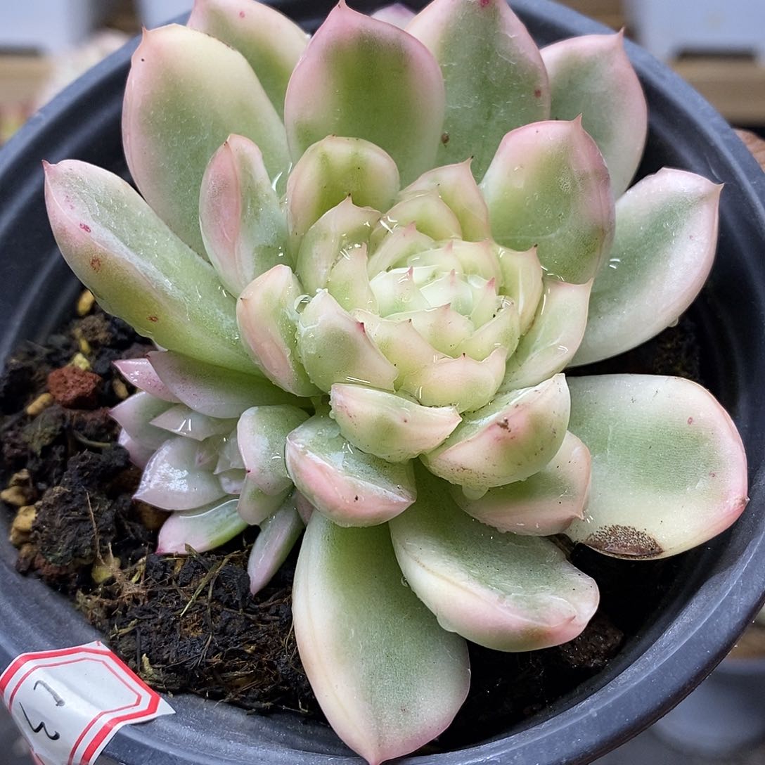 01209 寒酥双头 需延时发货