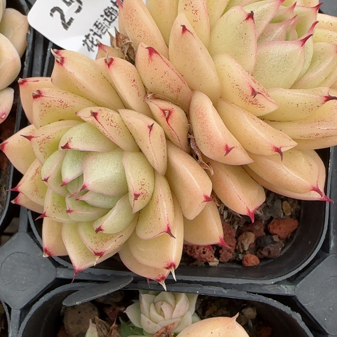 花语逸镜0129-251