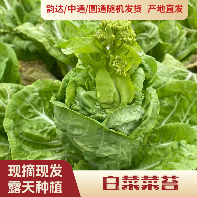 【韵达圆通】白菜菜苔2把