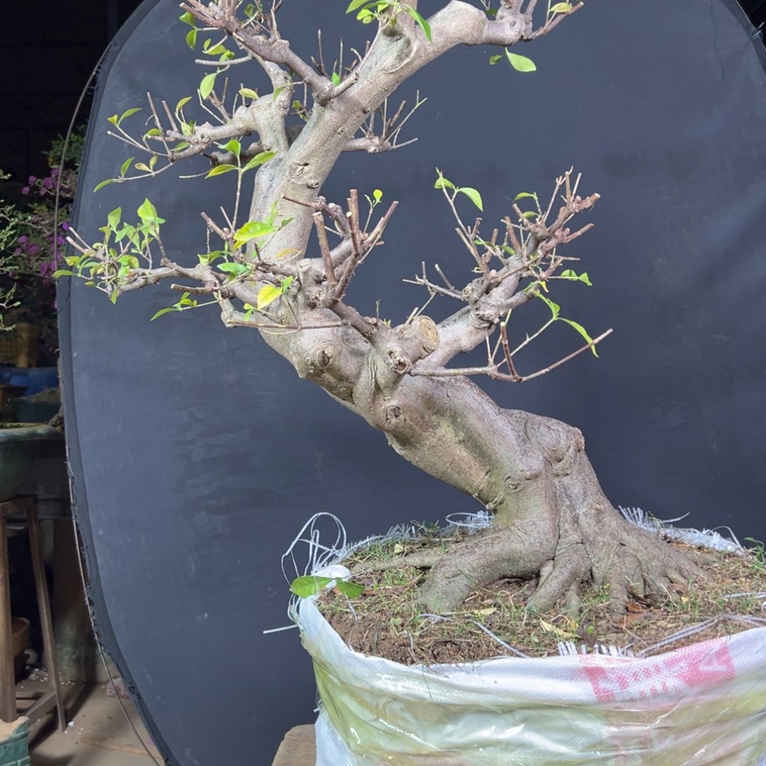 哎****无花朵1111111111111