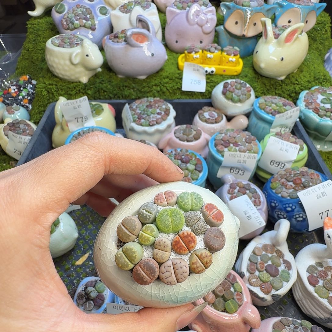 多肉植物福利冲779