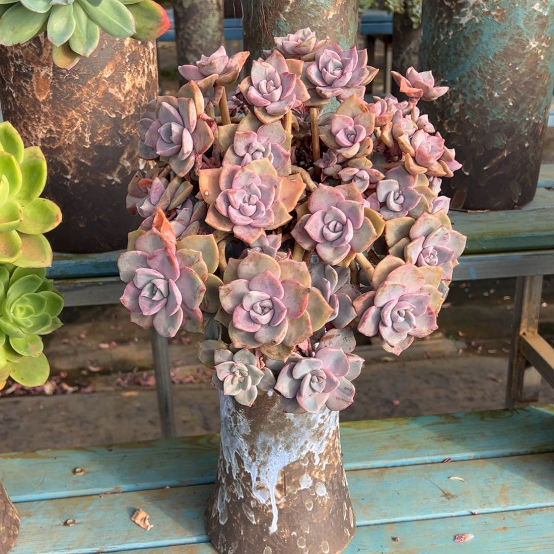 露养老桩脱土裸根彩虹糖