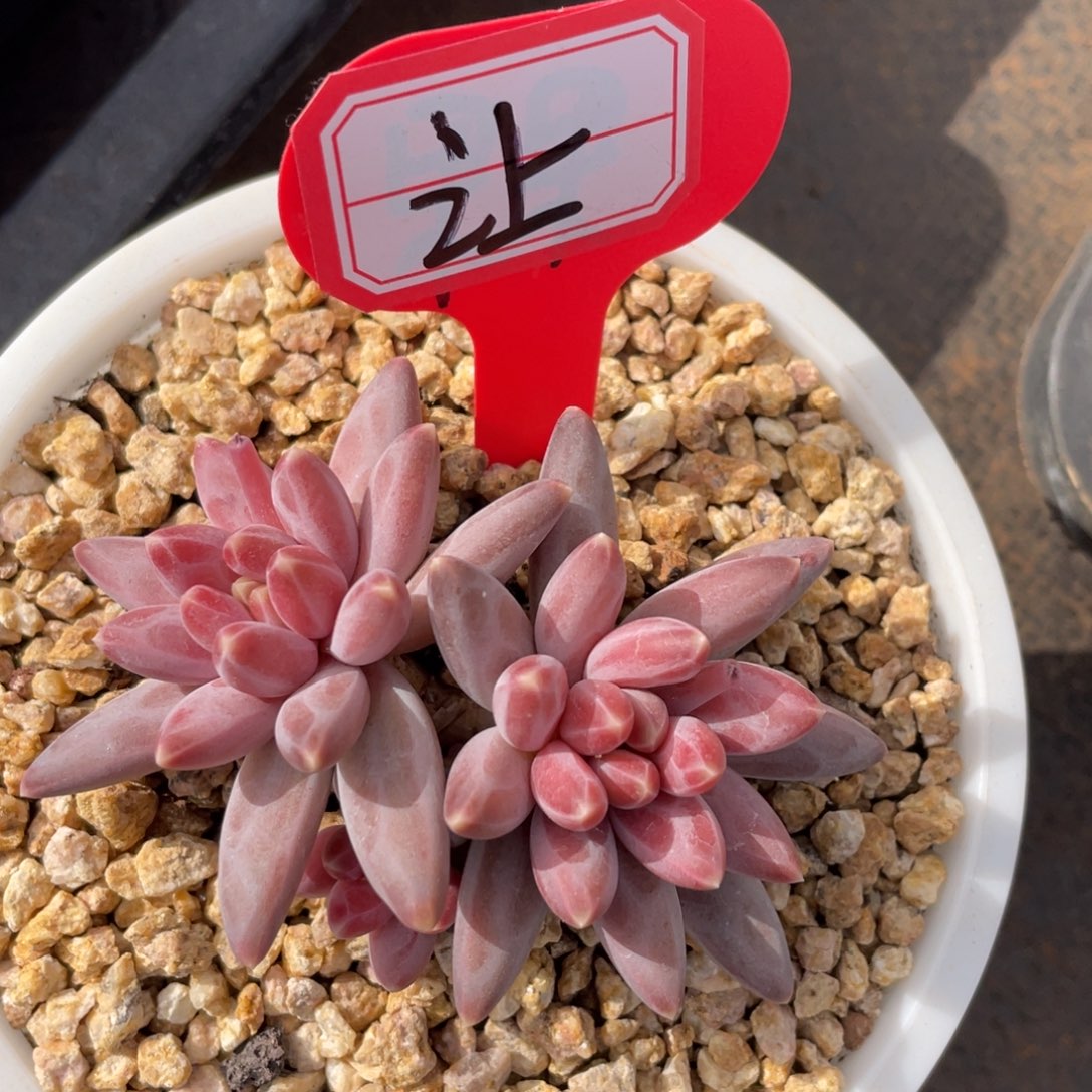 小**王姐姐说她真的不是一般