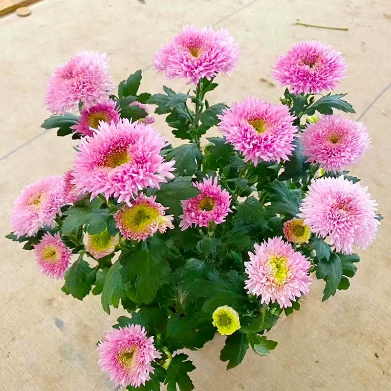 泰迪盆栽小雏菊鲜花耐寒耐旱带花花期长大苗阳台多年生植物