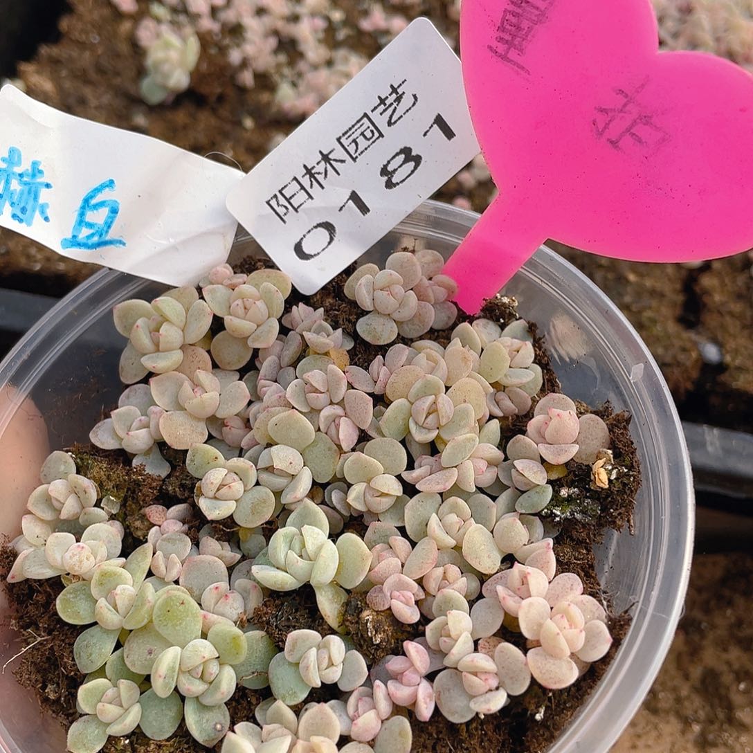 量拍多肉植物多肉植物181