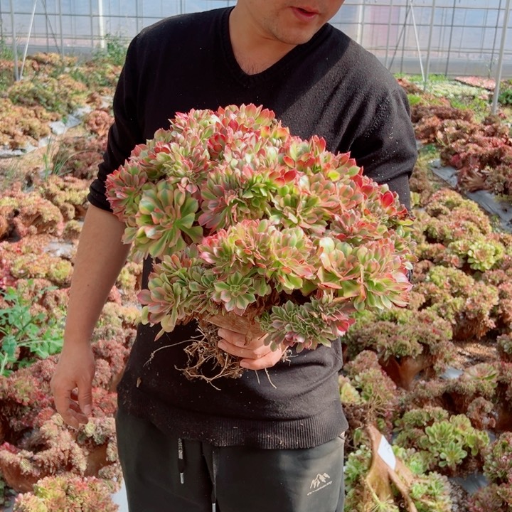 大颗红袖醉话14号多肉法师