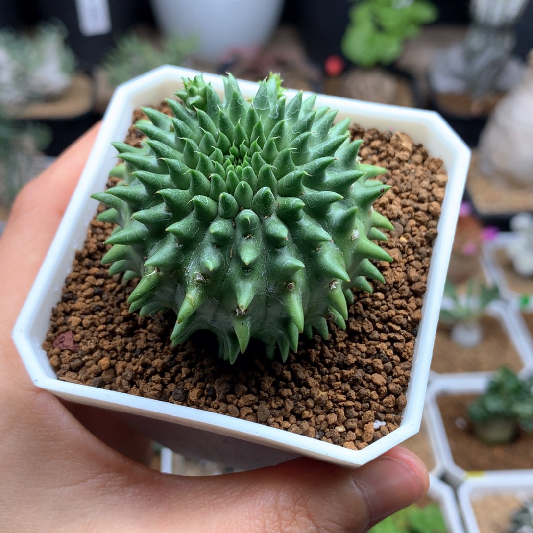 实生海胆大戟脱土多肉5cm