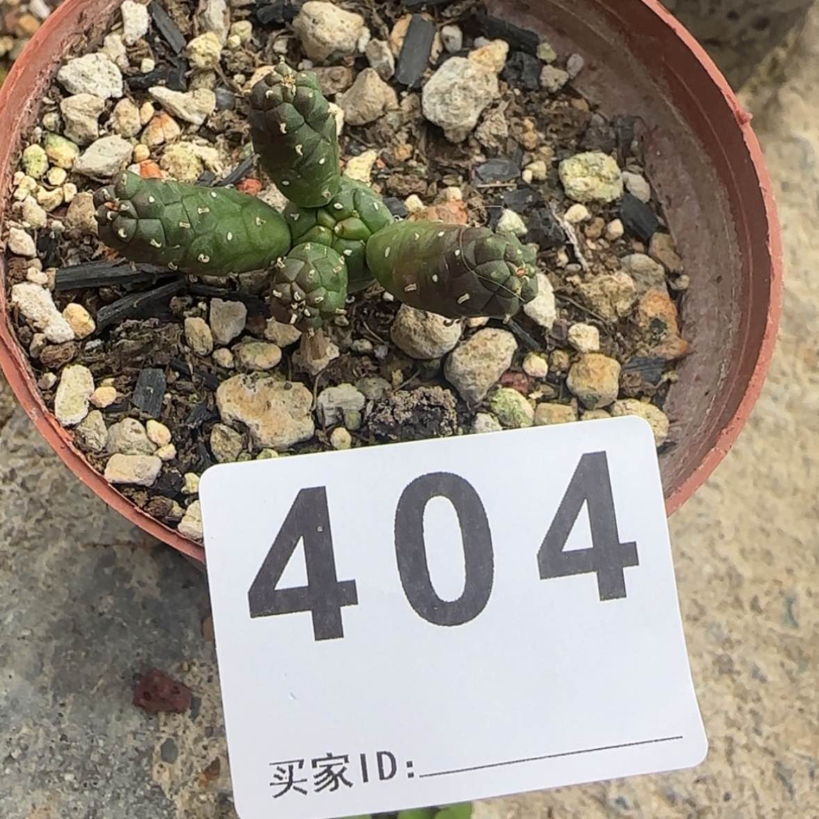 【闪购商品】K***n块根植物布纹球