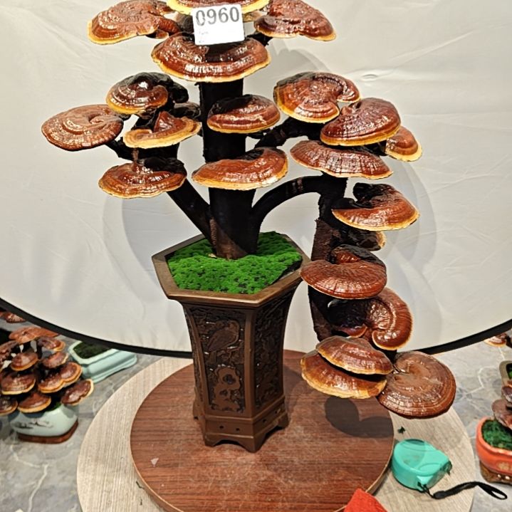 灵芝盆景高端大气上档次