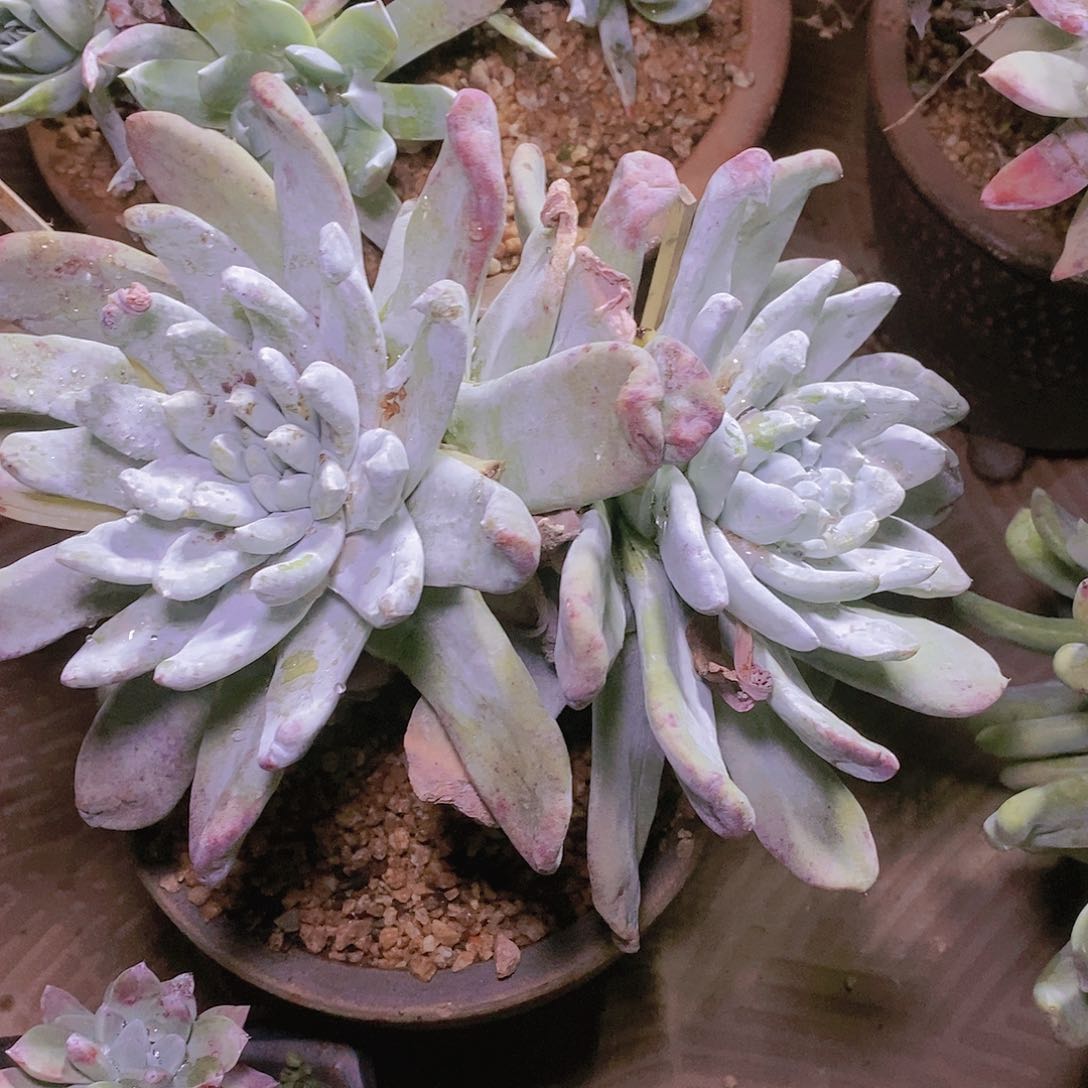 【闪购商品】哈哈哈拇指多肉2297