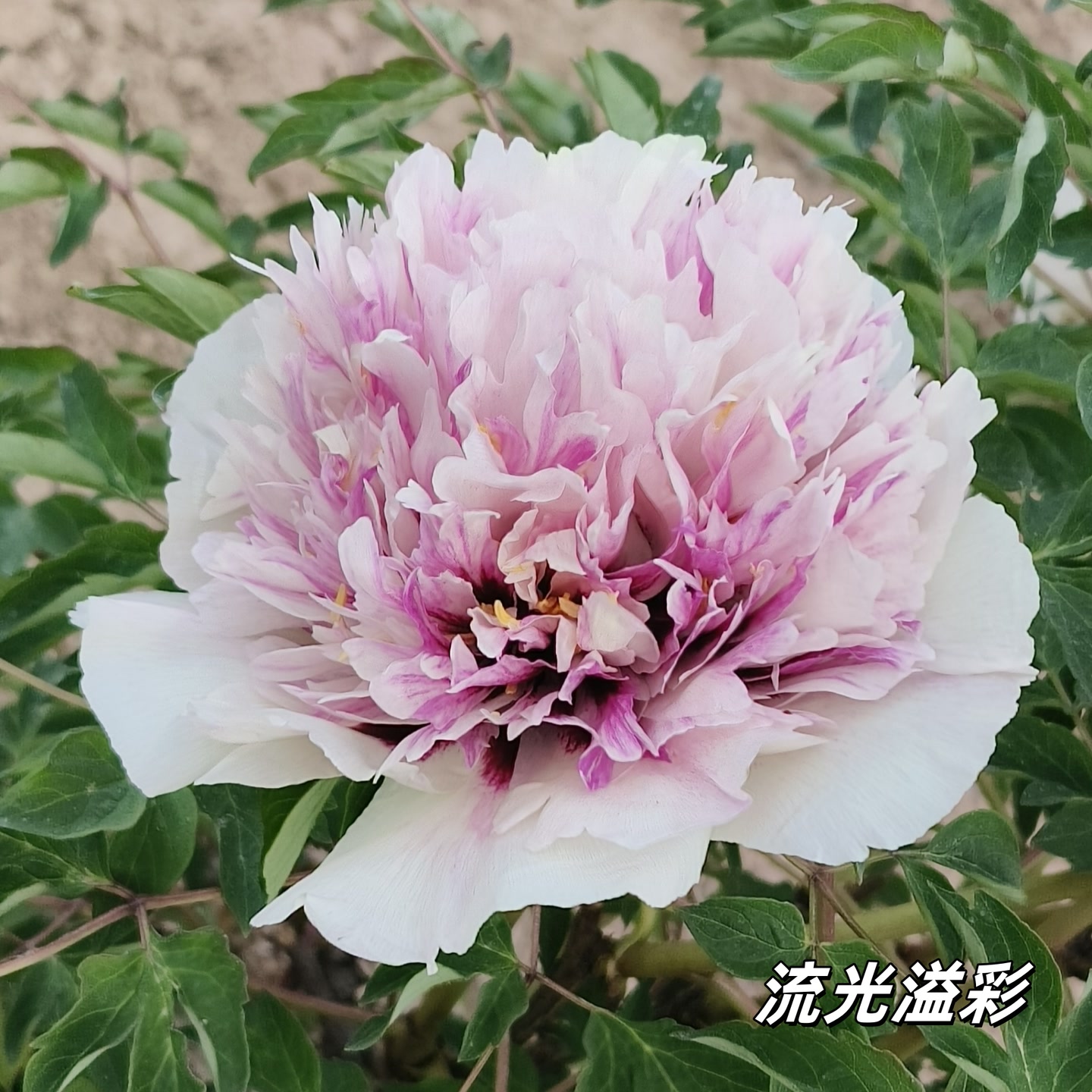 【复色系】陇右2-5年精品嫁接苗紫斑牡丹抗旱耐寒室外牡丹花树苗