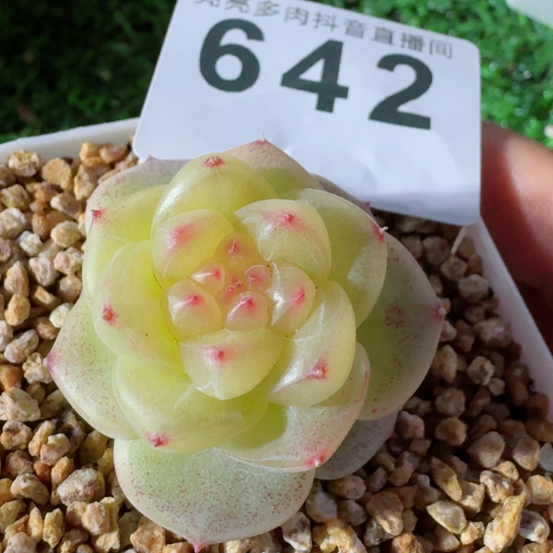 江南         精品多肉