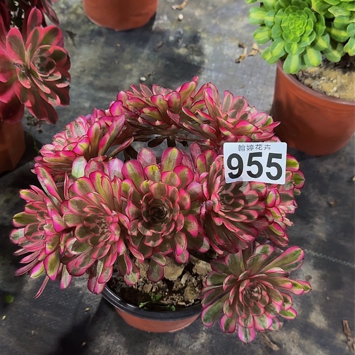 00000000000000000955白月光