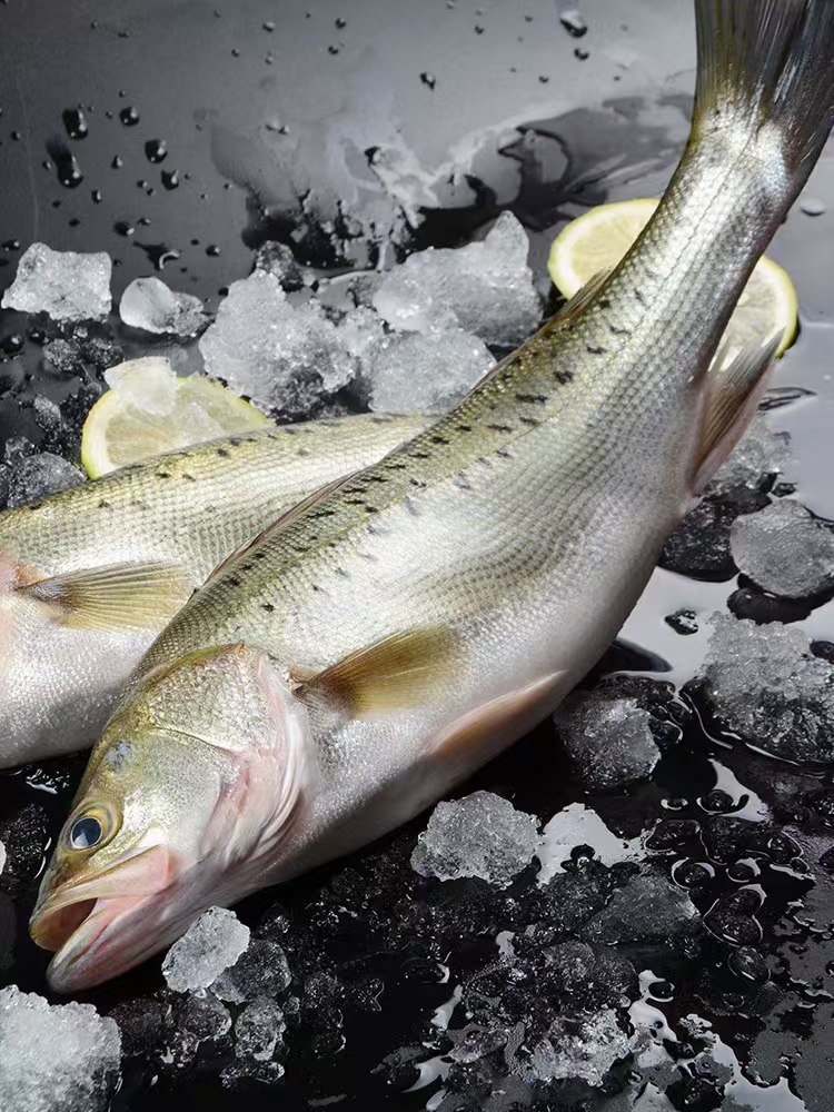 整条新鲜鲈鱼七星鲈鱼500g左右/条