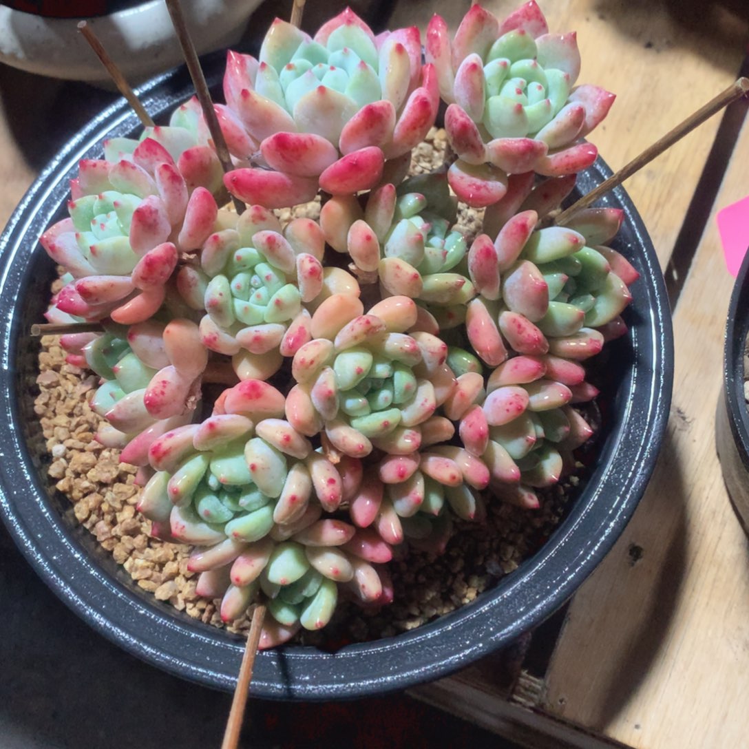 多肉植物多肉望酥