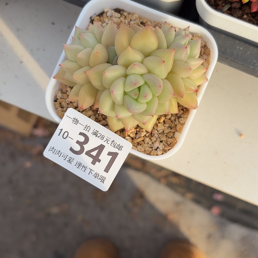 黄金象牙无盆土发货无