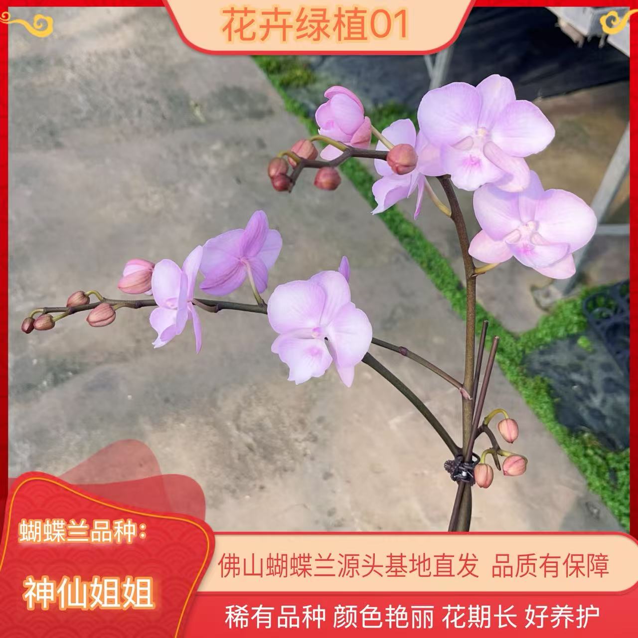 【神仙姐姐01】蝴蝶兰带花苞基地直发.室内花.花期长.年花