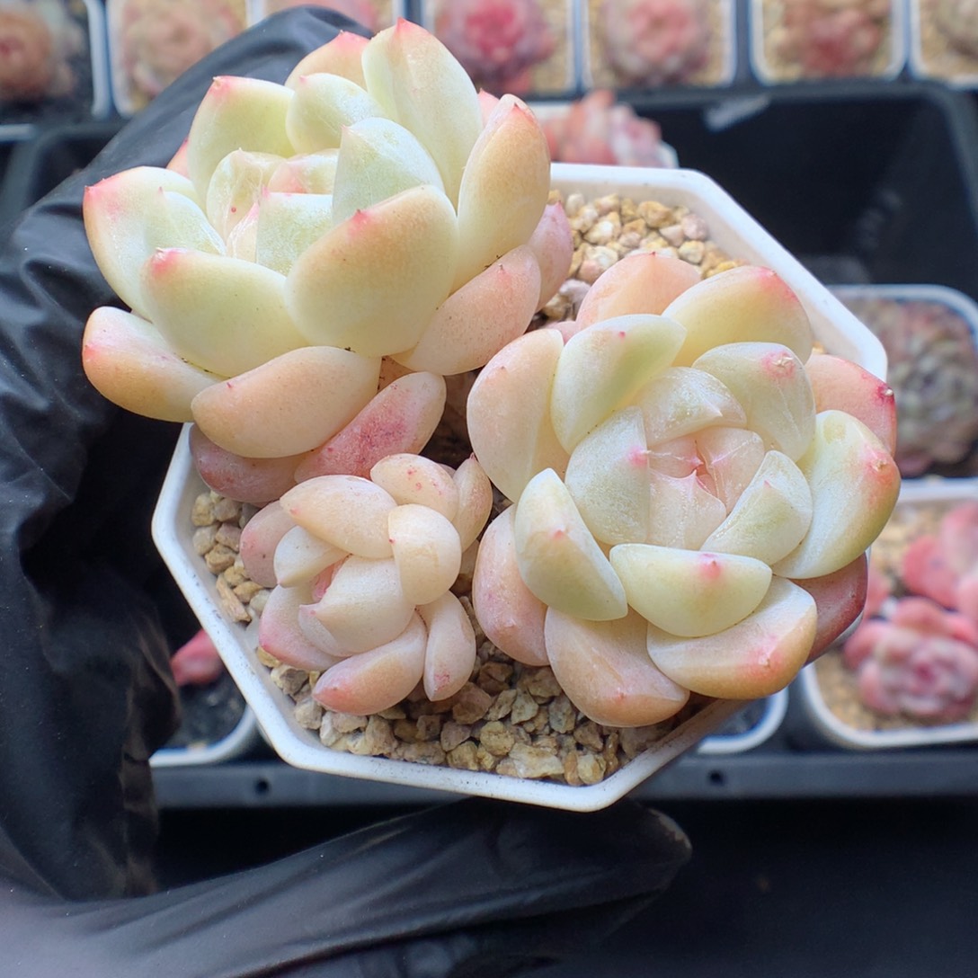 多肉植物。 糖心80