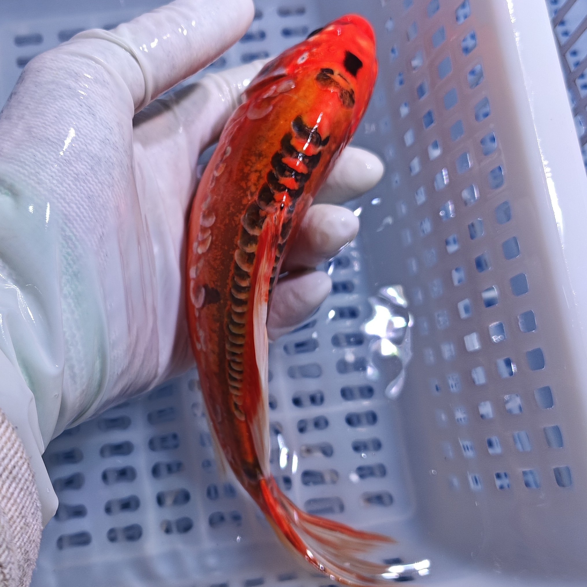 大尺寸 11尾 【血统锦鲤混搭】 水族活体冷水观赏鱼