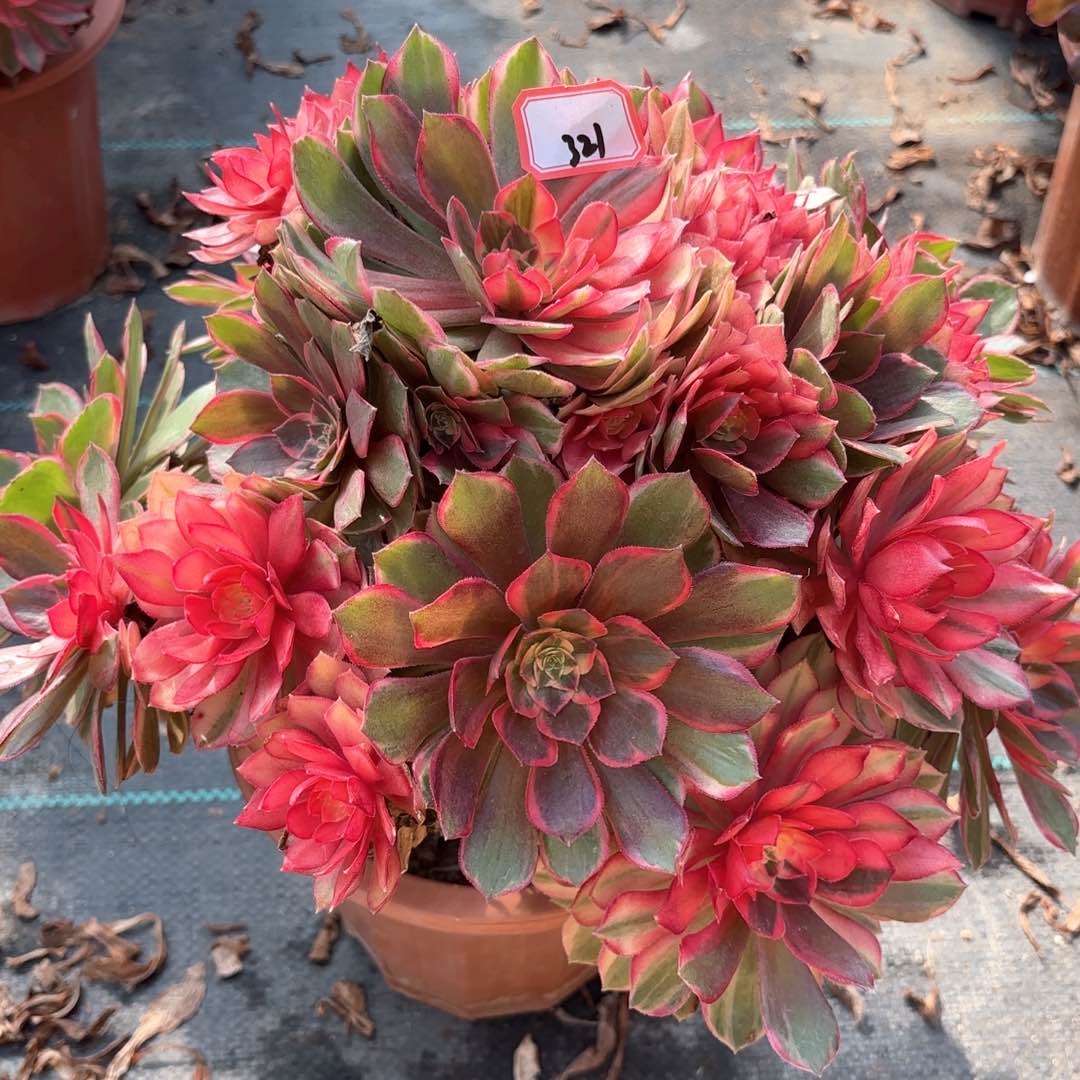 全部花朵321黑膜锦多肉植物