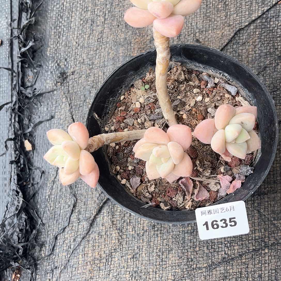 阿雅园艺。   1635龙蛋