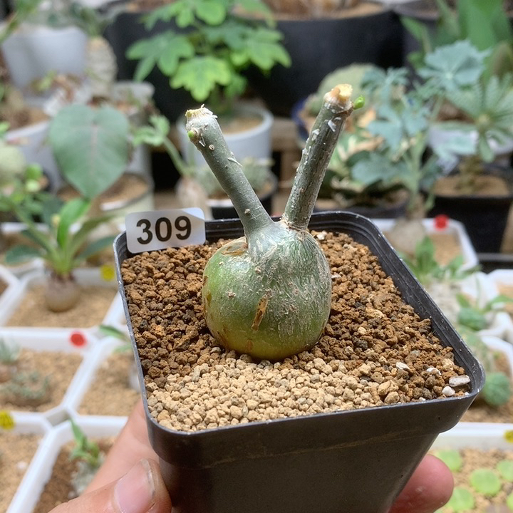 枫叶苦瓜块根带盆309