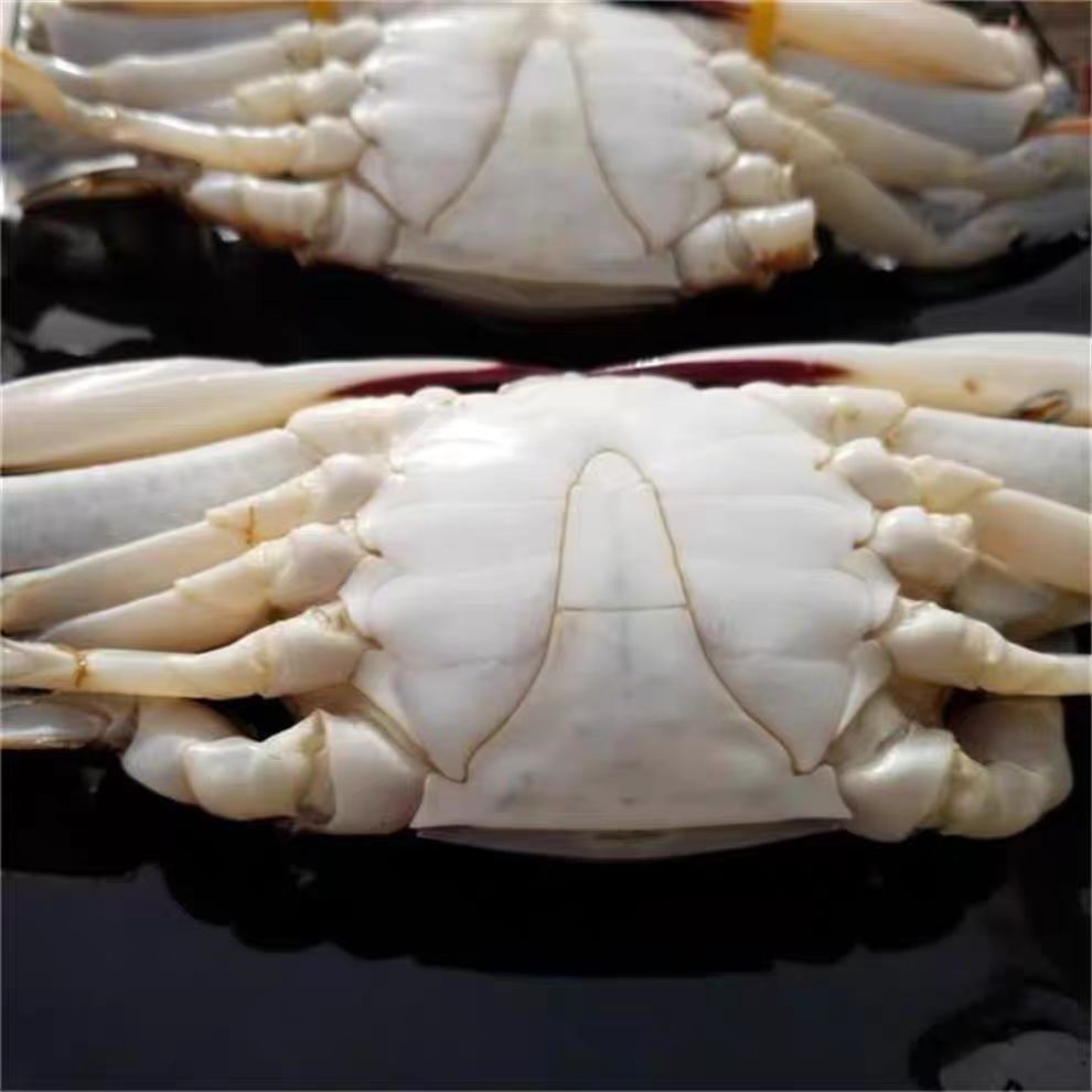 【保鲜不保活】梭子蟹 公蟹 2-4斤 3-6两/只 