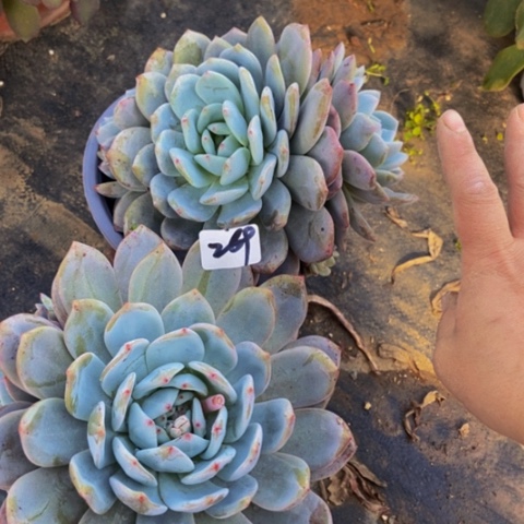 橙梦露两颗269多肉不包断