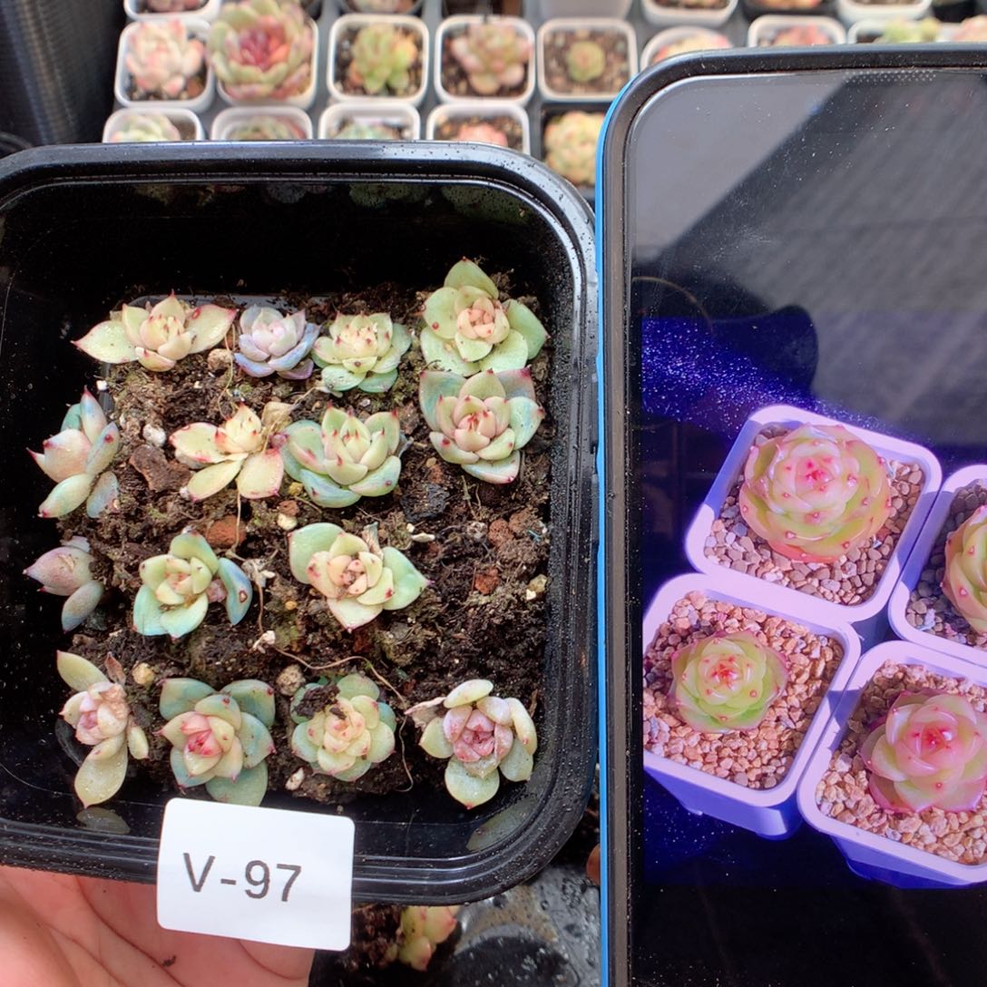 无花朵V97玉玲珑英语