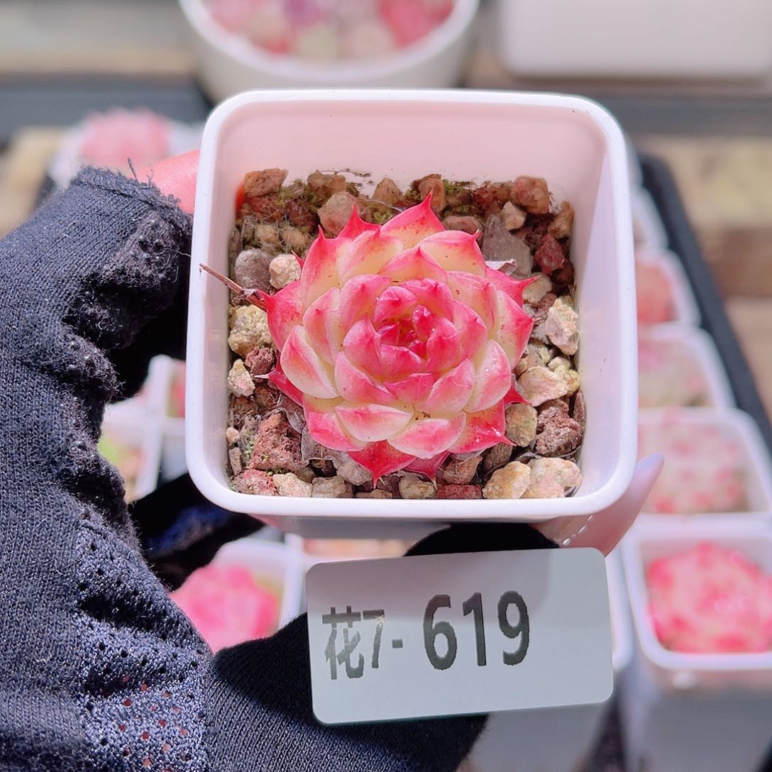 花利美7-619海王