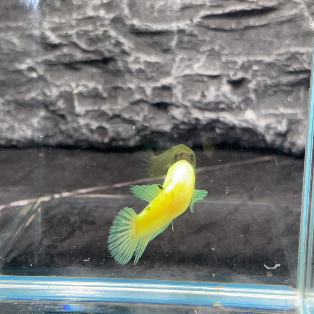 斗鱼荧光绿魔碎星将军母