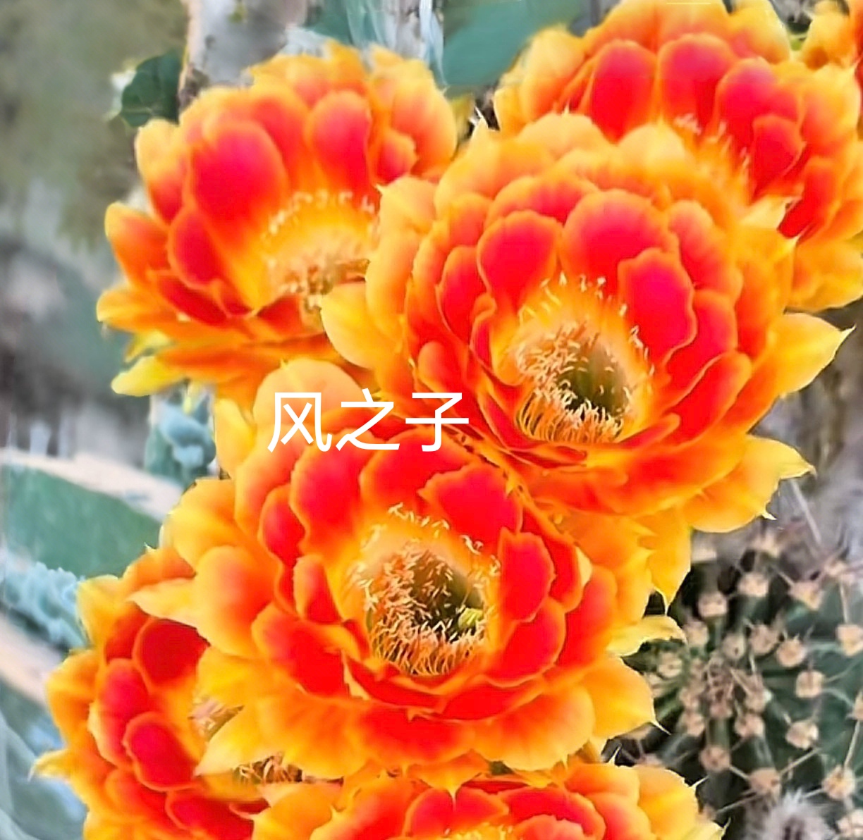 彩草风之子侧芽歪 4-5CM满28包邮非偏远