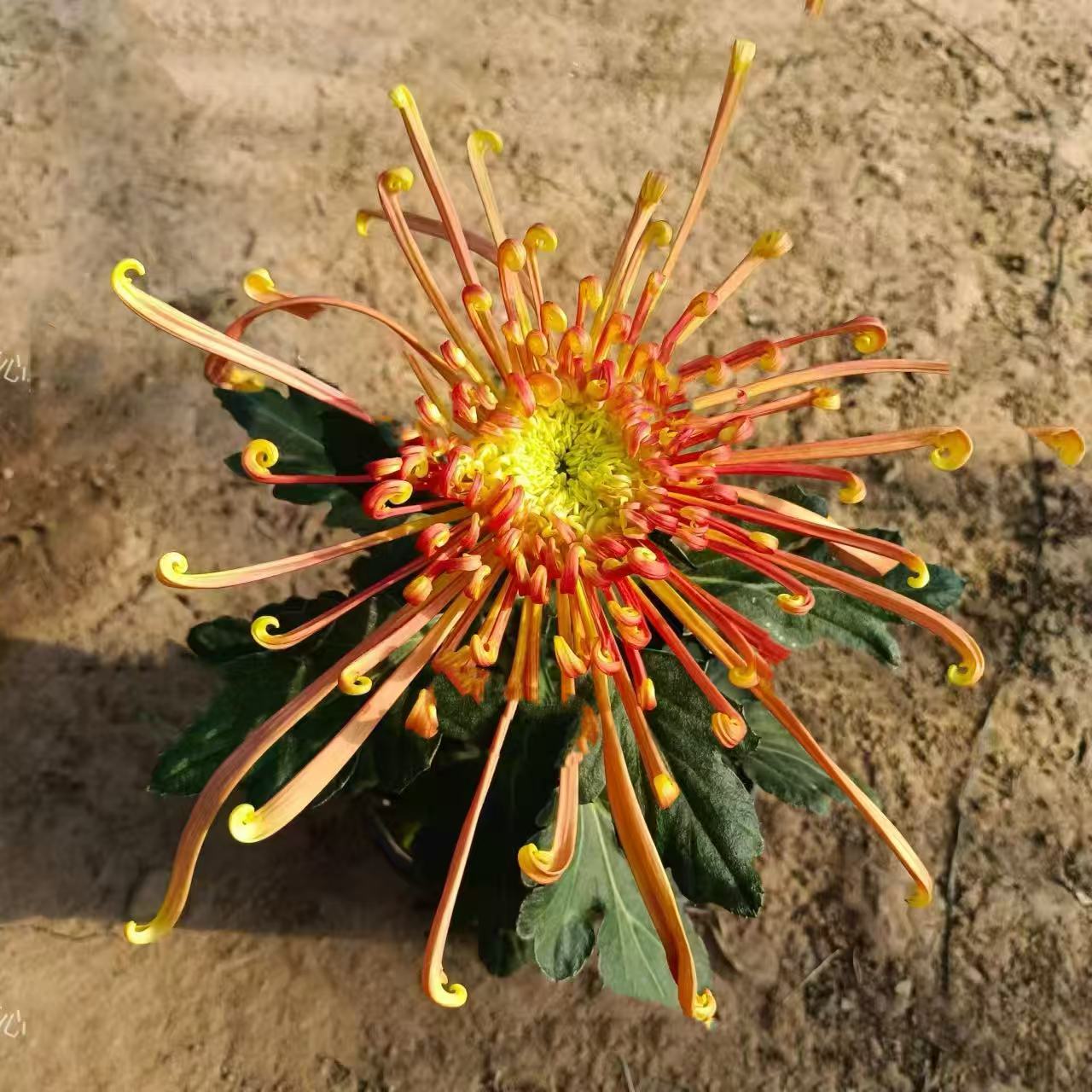 【花苞发货】【金鸡报晓】九月大花富贵菊简单好养护
