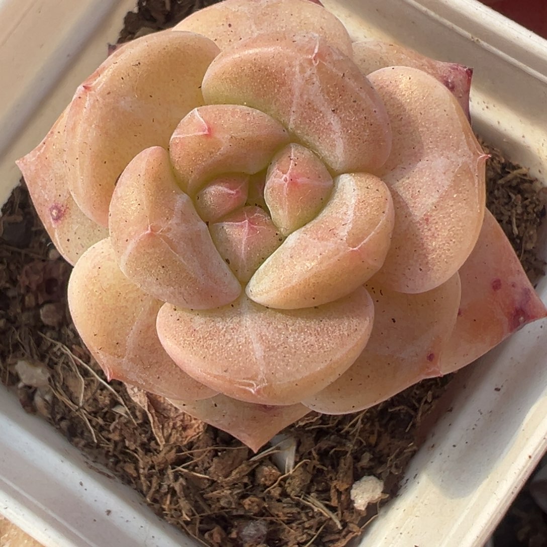 小卡拉米糖心一物一拍