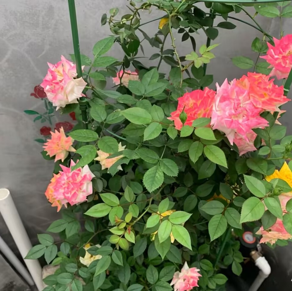 1米5藤本月季滕彩虹月季花量大垂吊庭院四季开花爬藤蔷薇玫瑰小苗