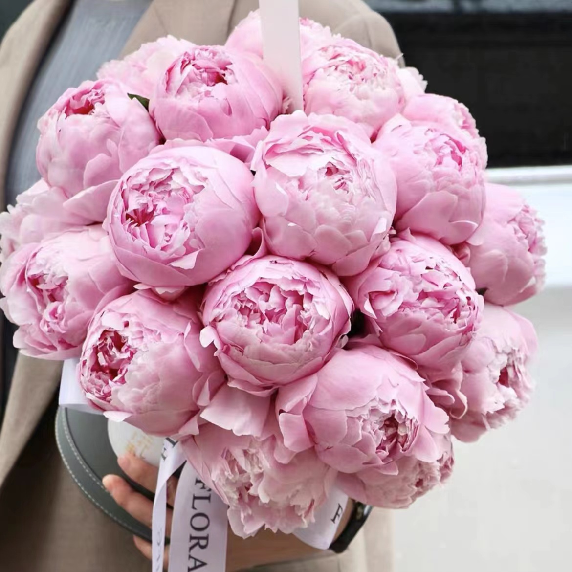 【沙拉】1到2芽边苗福利苗  新手福利