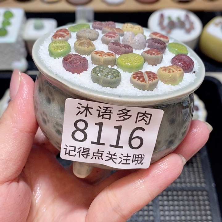 带盆土植物 精美盆栽8116
